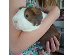 Adopt Cappuccino a Guinea Pig