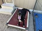 Adopt Roxi a Black Mouth Cur, Pit Bull Terrier