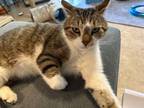 Adopt Calvin a Domestic Short Hair