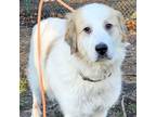Adopt Roger a Great Pyrenees
