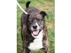 Adopt Toby a Hound, Boxer