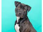 Adopt Miles a Labrador Retriever, Pit Bull Terrier