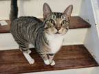 Adopt Higgins Cuddle Bug! a Domestic Short Hair, Tiger