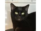 Adopt Cochin a Domestic Short Hair