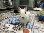 Adopt Cadbury a Bunny Rabbit