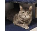 Adopt River a Domestic Short Hair