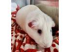 Adopt Simon and Stewart a Guinea Pig