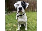 Adopt FOSTER OR ADOPTER NEEDED Knox a Border Collie, Labrador Retriever