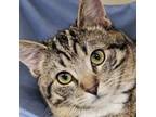 Adopt Gumdrop a Domestic Short Hair