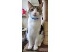 Adopt Thomas a Domestic Short Hair