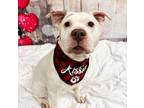 Adopt Frosty a Pit Bull Terrier
