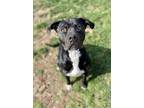 Adopt Beluga a Pit Bull Terrier