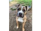 Adopt Bubbles a Pit Bull Terrier