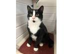 Adopt Professor Jiggles a Domestic Short Hair