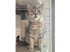 Adopt Silver a Domestic Short Hair