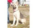 Adopt Axle a German Shepherd Dog