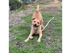 Adopt Ronnie a Labrador Retriever, Chow Chow