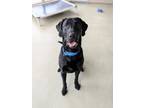 Adopt Cooper a Labrador Retriever