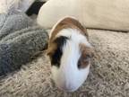 Adopt Coco -In Foster a Guinea Pig