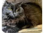 Adopt Vinny a Domestic Long Hair