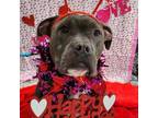 Adopt Cornelius a Pit Bull Terrier