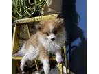 Pomeranian Puppy for sale in Athens, WI, USA