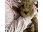 Mutt Puppy for sale in Woonsocket, RI, USA