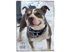 Adopt Hank a Staffordshire Bull Terrier