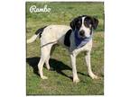 Adopt Rambo a English Pointer, German Shorthaired Pointer