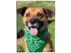 Adopt General a Mixed Breed