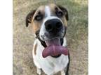 Adopt Big Tex a Anatolian Shepherd