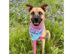 Adopt Bernstein a Black Mouth Cur