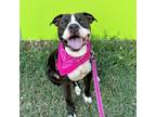 Adopt Khonshu a Pit Bull Terrier