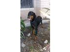 Adopt Bandit a Doberman Pinscher