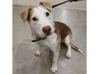 Adopt Tucker - Big Sweet Boy a Bull Terrier, Hound