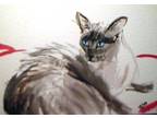 ACEO Siamese Cat wide awake mini art print from Original Watercolor painting