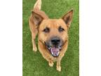 Adopt Wilson a Chow Chow, Mixed Breed