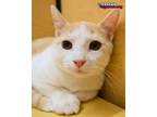 Adopt Jaques (Brother of Babette) a Domestic Short Hair