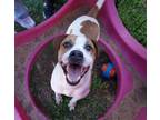 Adopt NUTTERBUTTER a English Pointer, Staffordshire Bull Terrier