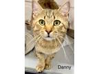 Adopt Danny a Tabby, Domestic Short Hair