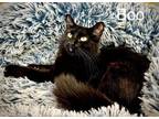 Adopt Boo 2 a Domestic Short Hair