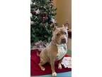 Adopt Nessie a Pit Bull Terrier