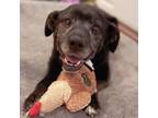 Adopt Raisin a Black Labrador Retriever, Boxer