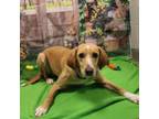 Adopt Deane a Hound