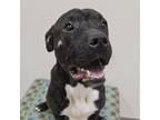 Adopt Syrup a Pit Bull Terrier, Mixed Breed