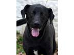 Adopt Luke Skybarker a Labrador Retriever, Hound