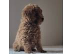 Poodle (Toy) Puppy for sale in Crossville, TN, USA