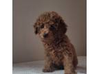 Poodle (Toy) Puppy for sale in Crossville, TN, USA