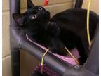 Adopt Star a Domestic Short Hair