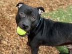 Adopt ZO a Pit Bull Terrier, Mixed Breed
